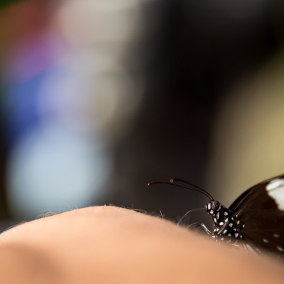 andresbrenner.com - Bukit Lawang, Sumatra, Indonesia-1