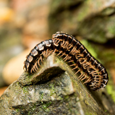 andresbrenner.com - Bukit Lawang, Sumatra, Indonesia-10